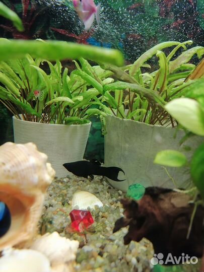 Мальки моллинезии(живородящие рыбки)