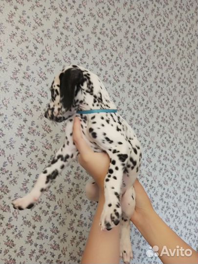 Щенки далматина