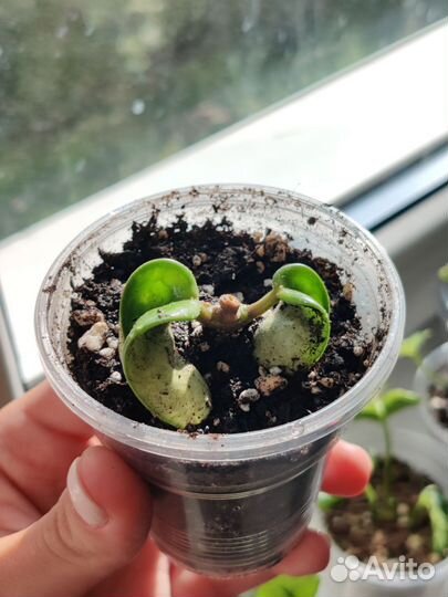 Хойя компакта