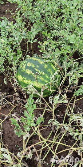 Арбузы домашние оптом