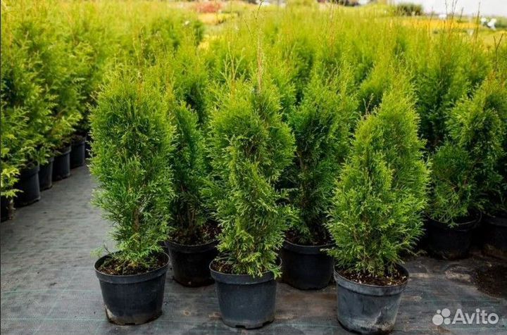 Туи Смарагд и Колумна напрямую от питомника