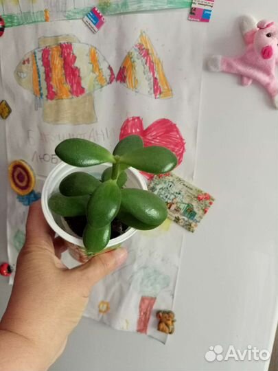 Денежное дерево Толстянка