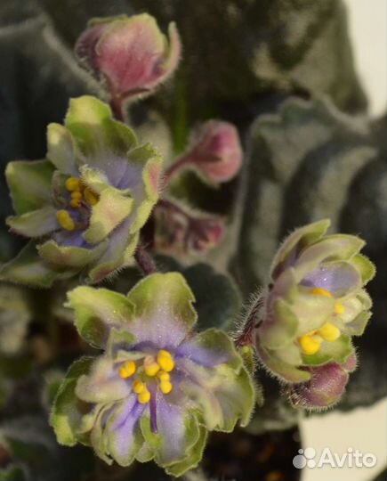 Фиалка.детки