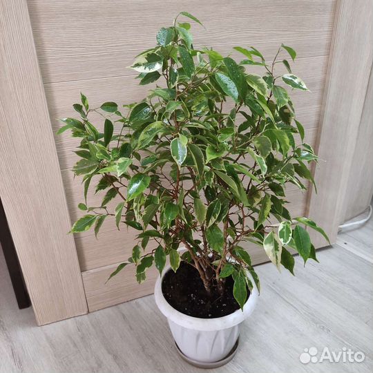 Фикусы бенджамина большие