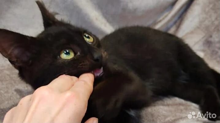 Котик мальчик