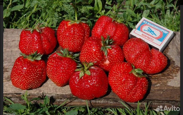Клубника сорт бравура