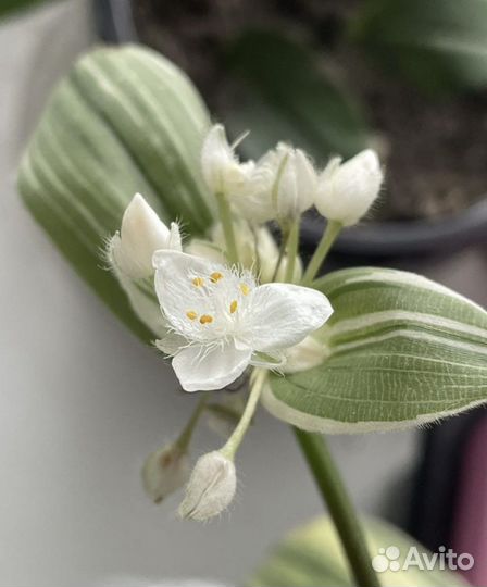 Традесканции