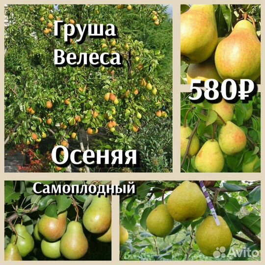 Груша саженцы 2ух летка