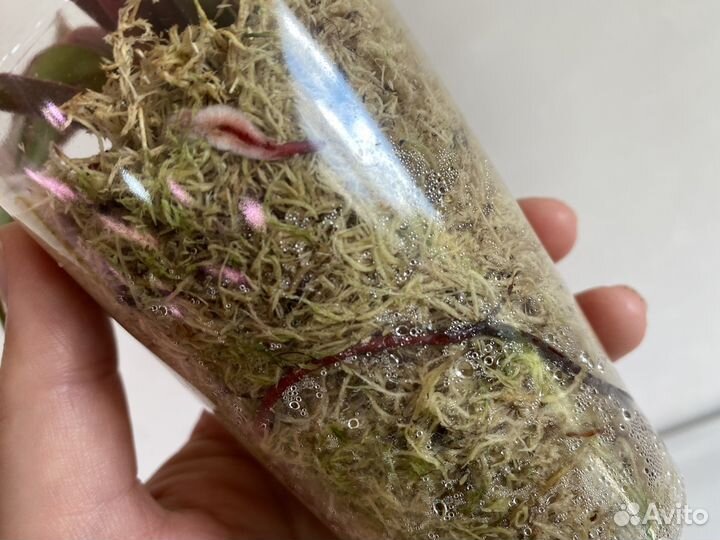 Филодендрон Sunshine