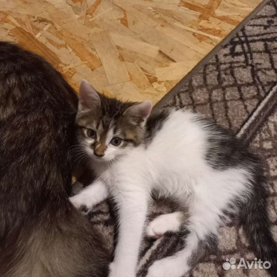 Котенок в добрые руки. Мальчик