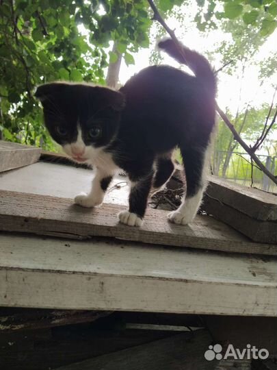 Котёнок вислоухий бесплатно