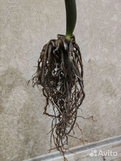 Замиокулькас