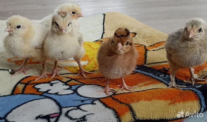 Цыплята от Домашней несушки порода (микс)