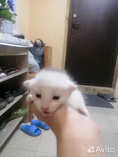 Котята мама бенгалка