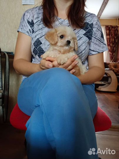 Красавцы модные детки мальтипу