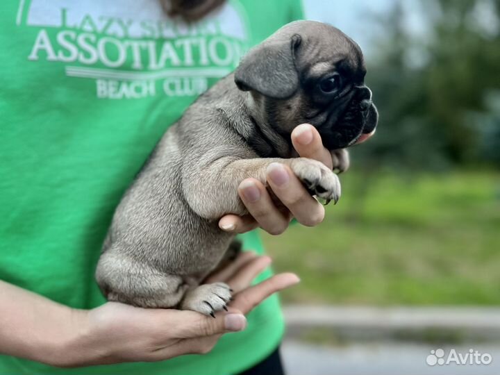 Щенки французского бульдога