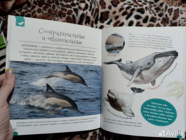 Энциклопедия Подводный мир