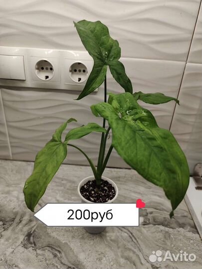 Комнатные цветы