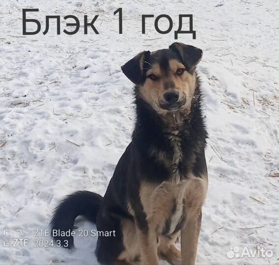 Собаки