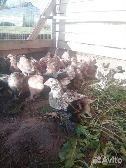 Цыплята фавероль