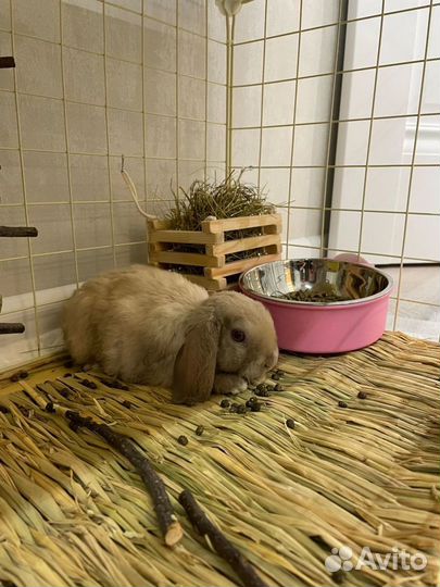 Декоративный карликовый вислоухий кролик