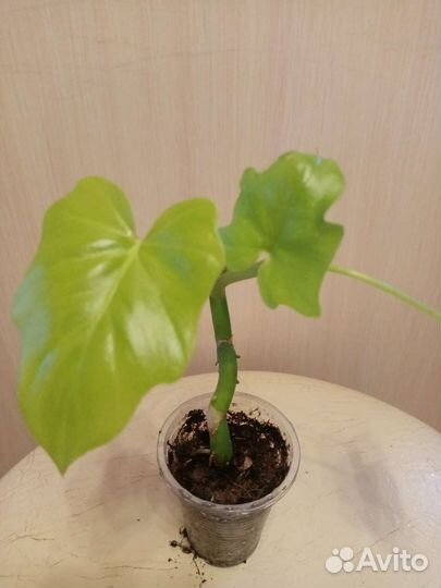 Костус вар,альпиния, филодендрон, эпипремнум