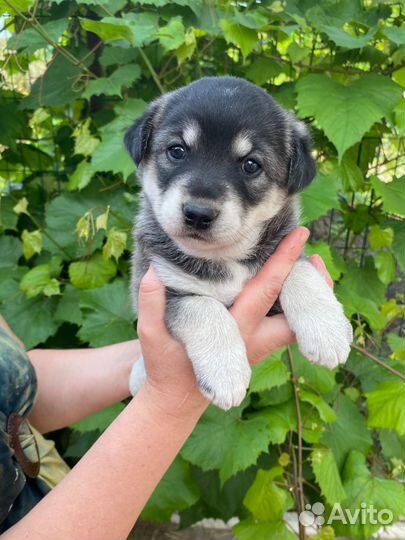 Щенок