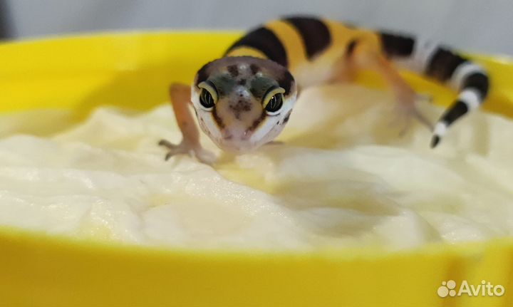 Эублефар малыши