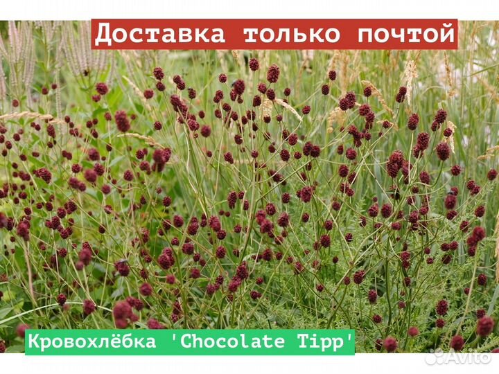 Кровохлёбка Chocolate Tipp