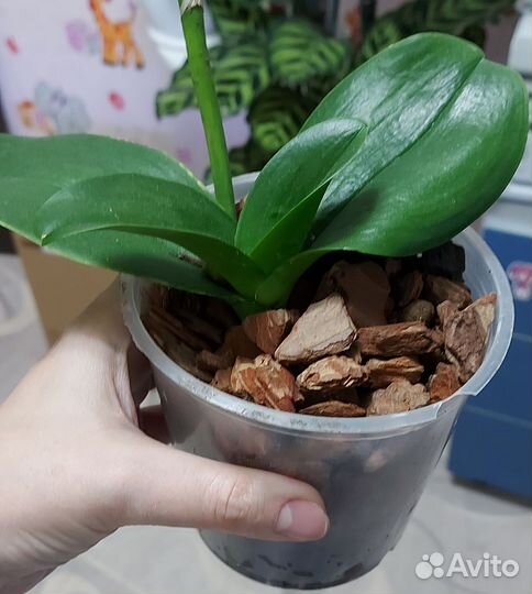 Орхидея фаленопсис