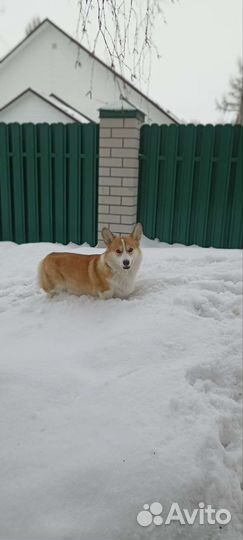 Вязка Вельш Корги Пемброк