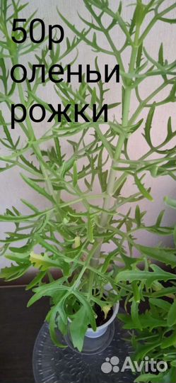 Комнатные цветы