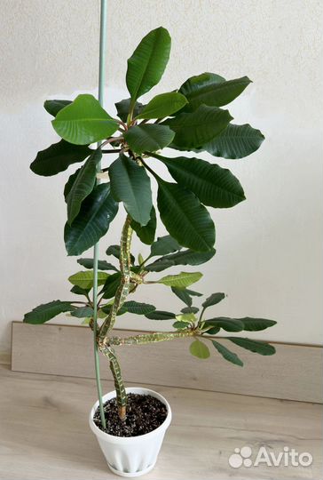 Комнатные растения. Молочай гребенчатый