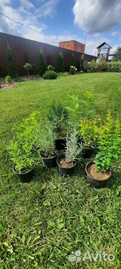 Туя, барбарис, спирея, бирючина, лаванда,гортензия