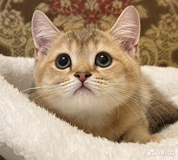Золотая шишилла Плюшевая кошечка 3 мес