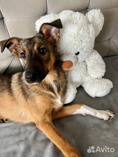 Щенок в добрые руки бесплатно