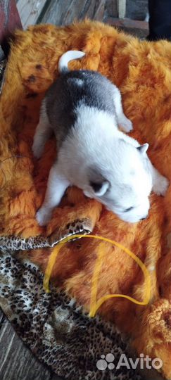 Щенки сибирской хаски