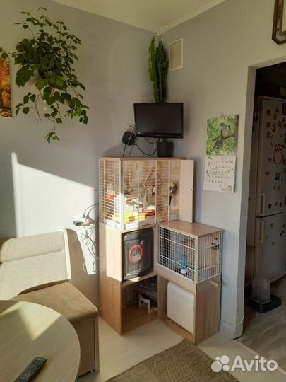 Попугай корелла мальчик