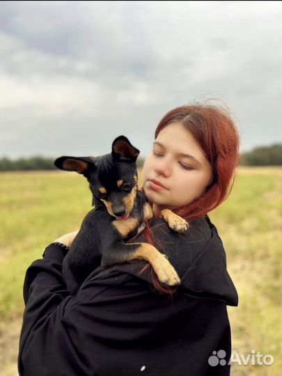 Передержка животных