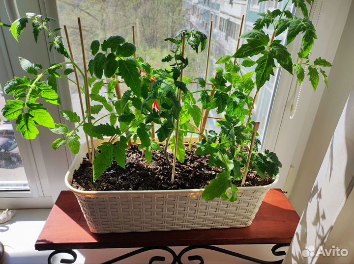 Помидоры рассада ассорти (10-11шт)