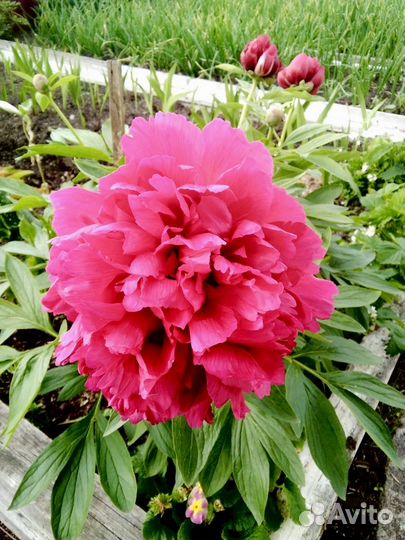 Чудесные пионы