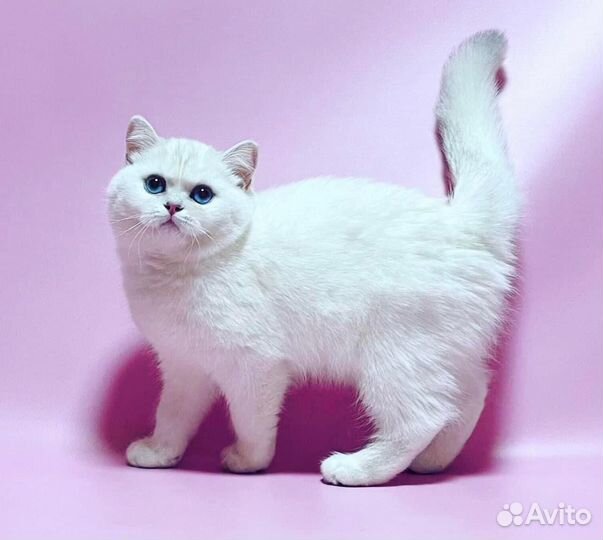 Британские девочки