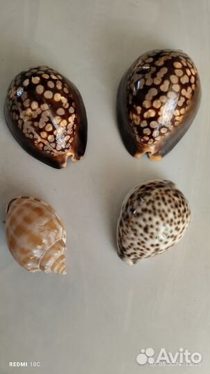 Морские ракушки раковины