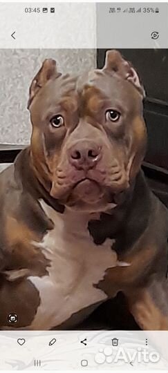 Американский булли покет вязка