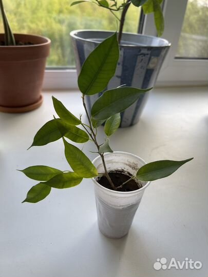 Фикус бенжамина