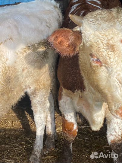 Бычки 10 голов, от 9 месяцев до 14 месяцев