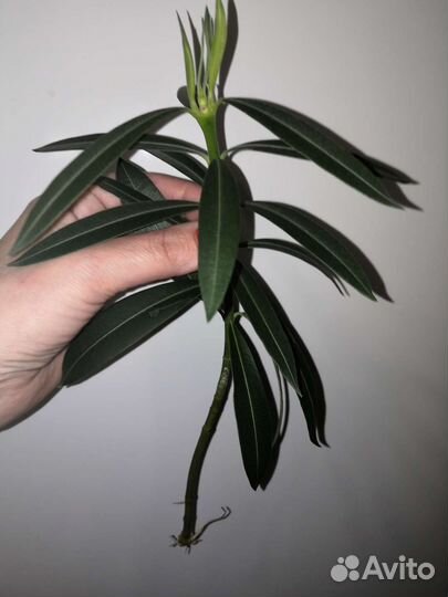 Олеандр махровый