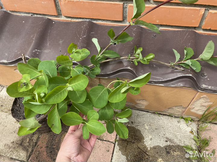 Каприфоль саженцы