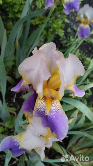 Ирис, канупер,мята лонгифолия шандра душистая