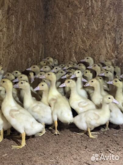 Утки муларды